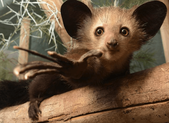 Le aye-aye : un primate fascinant de Madagascar