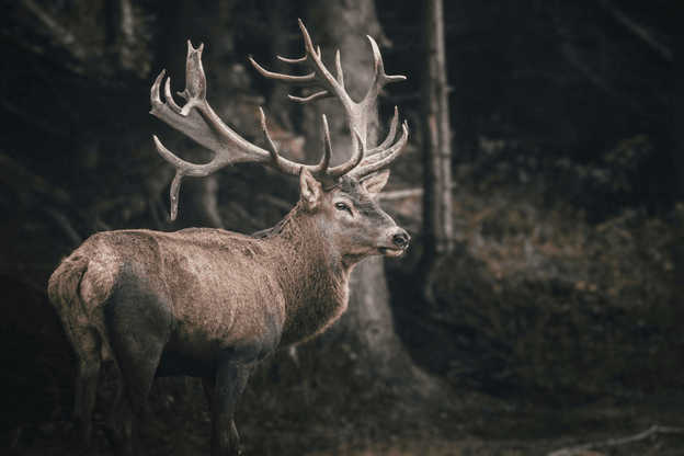 Le roi discret de la forêt : le monde fascinant de l’élan