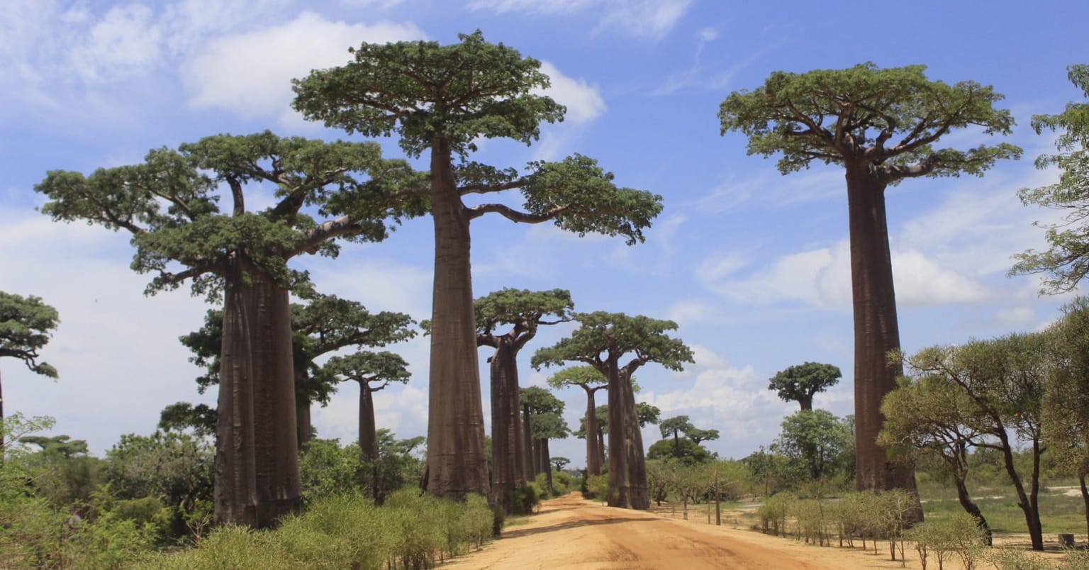 Avenue of the Baobabs in Madagascar: giant baobabs with tall, smooth trunks and flat green crowns line a sandy orange road under a bright blue sky with white clouds, with low shrubs along the roadside.